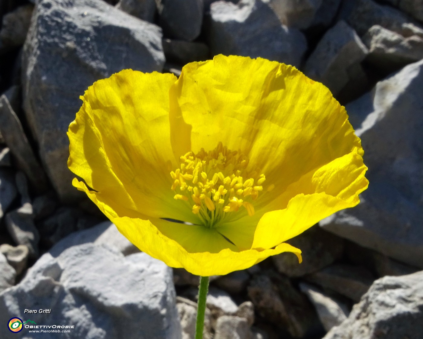 34 Papaver rhaeticum (Papavero dorato) sui macereti del Mandrone.JPG